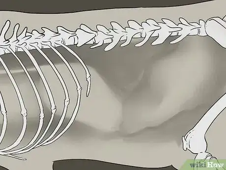 Image intitulée Diagnose Chronic Vomiting in Cats Step 14