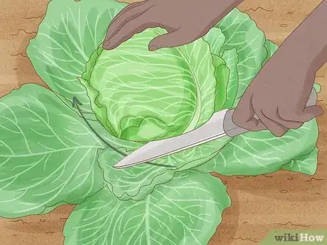 Image intitulée Plant Cabbage Step 15