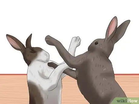Image intitulée Introduce Rabbits Step 8