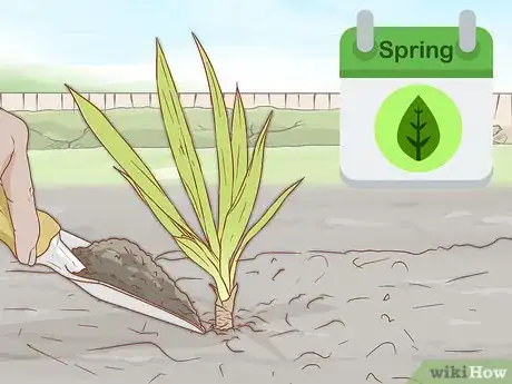 Image intitulée Grow Yucca Step 21