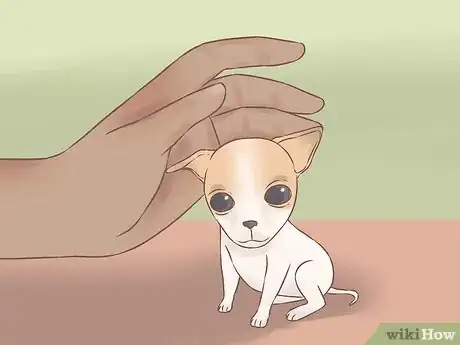 Image intitulée Care for Your Chihuahua Puppy Step 7