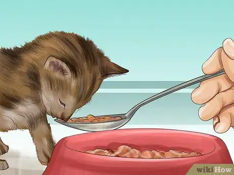 Image intitulée Introduce Solid Food to Kittens Step 9