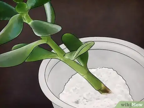 Image intitulée Grow a Jade Plant Step 3