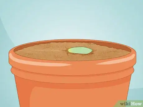 Image intitulée Propagate Succulent Plant Cuttings Step 11