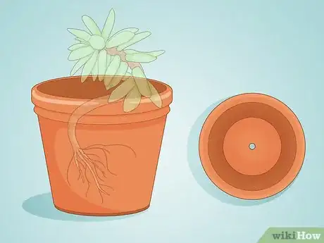 Image intitulée Propagate Succulent Plant Cuttings Step 10