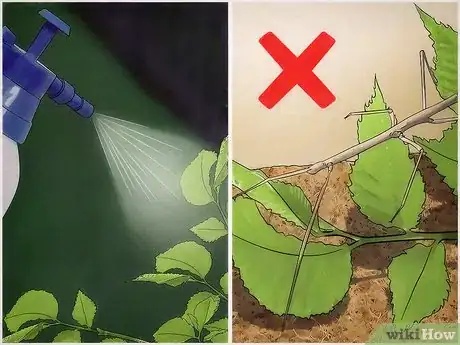 Image intitulée Take Care of Stick Bugs Step 11