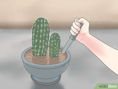 Image intitulée Repot a Cactus Step 3