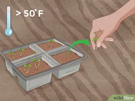 Image intitulée Grow Herbs Step 10