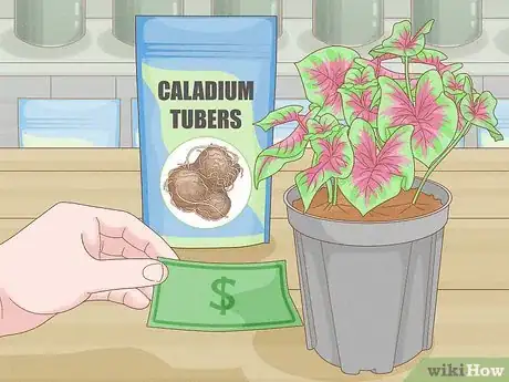 Image intitulée Grow Caladiums Step 2