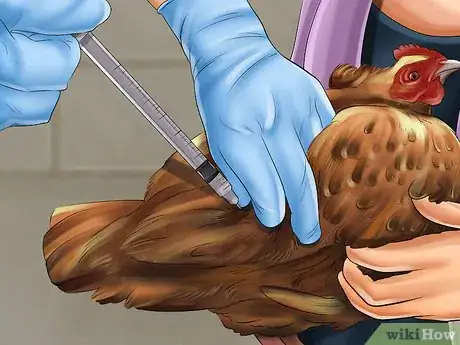 Image intitulée Vaccinate Chickens Step 19