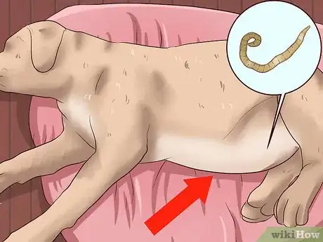 Image intitulée Identify Different Dog Worms Step 12
