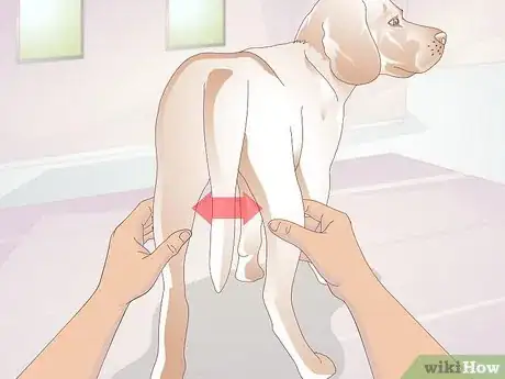 Image intitulée Treat Broken Bones in Dogs Step 15