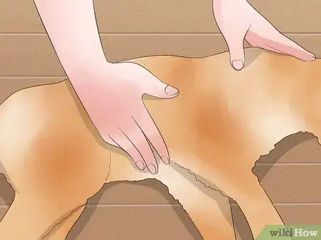 Image intitulée Perform CPR on a Cat Step 10