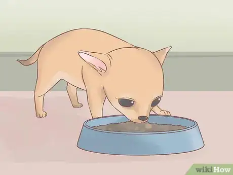 Image intitulée Care for Your Chihuahua Puppy Step 1
