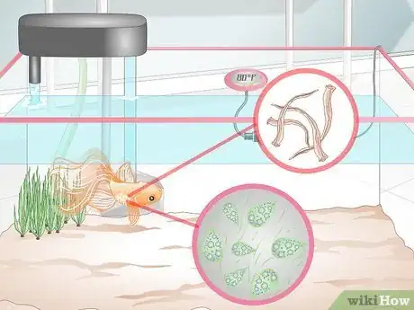 Image intitulée Cure Goldfish Dropsy Step 9