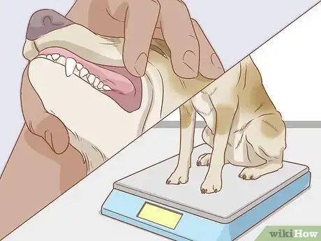 Image intitulée Care for Dogs Step 13