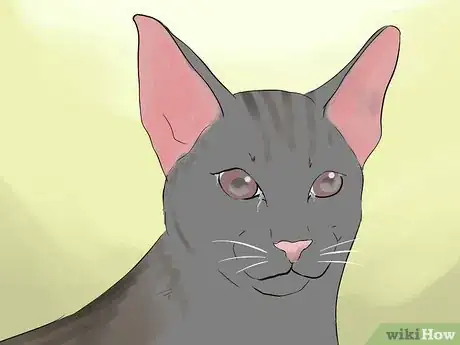 Image intitulée Tell if Your Cat Is Blind Step 7