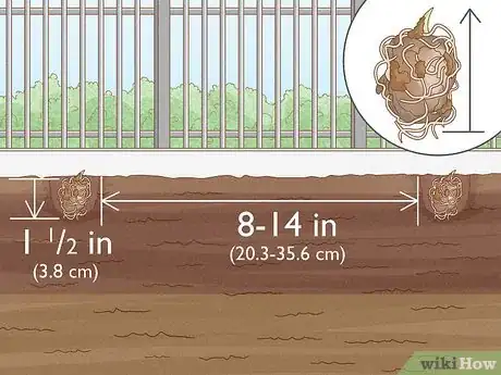 Image intitulée Grow Caladiums Step 5