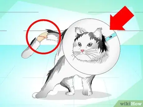 Image intitulée Treat a Cat's Broken Tail Step 9