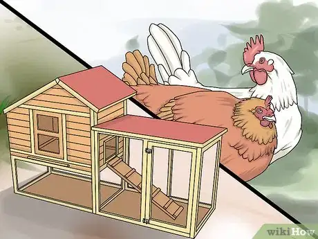 Image intitulée Take Care of Chickens Step 11