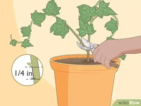 Image intitulée Grow Ivy from Cuttings Step 13