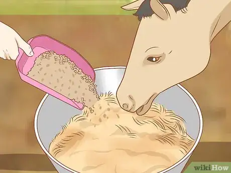 Image intitulée Feed a Horse Step 4