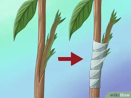 Image intitulée Grow Avocados Step 15