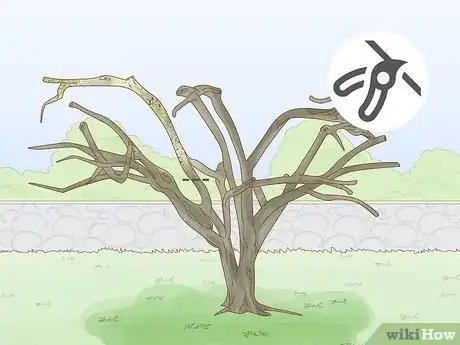 Image intitulée Prune a Crabapple Tree Step 4