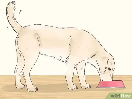 Image intitulée Stop a Dog from Eating Too Fast Step 10
