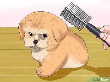 Image intitulée Bathe a Shih Tzu Puppy Step 13