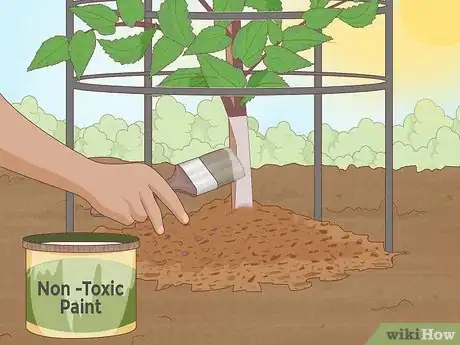 Image intitulée Plant Cherry Seeds Step 19