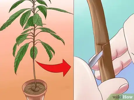 Image intitulée Grow Avocados Step 13