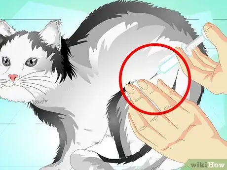 Image intitulée Treat a Cat's Broken Tail Step 7