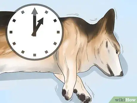 Image intitulée Help a Dog Who Has Canine Epilepsy Step 4