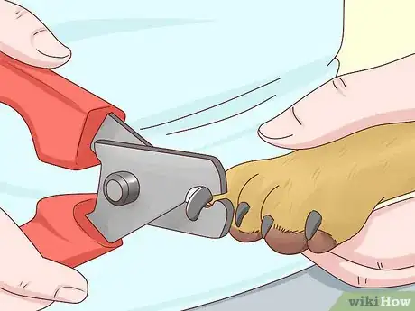 Image intitulée Care for a Labrador Retriever Step 6