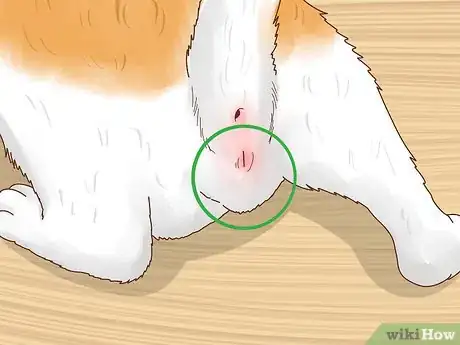 Image intitulée Determine the Sex of a Kitten Step 3