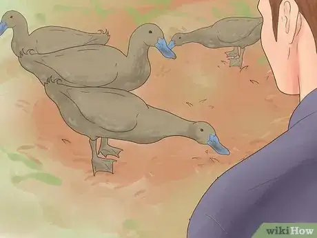 Image intitulée Breed Ducks Step 5