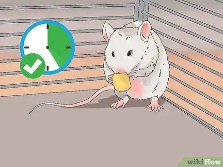 Image intitulée Take Care of Mice Step 9