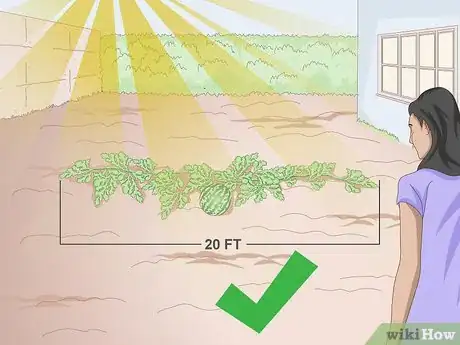 Image intitulée Grow a Square Watermelon Step 1