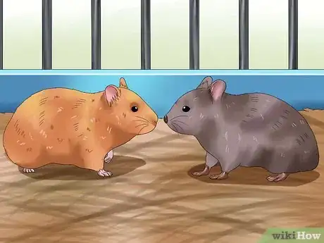 Image intitulée Get Hamsters to Stop Fighting Step 4
