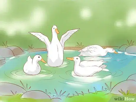Image intitulée Care for Ducks in the Winter Time Step 11