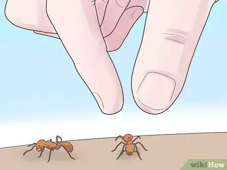 Image intitulée Treat a Fire Ant Sting Step 2