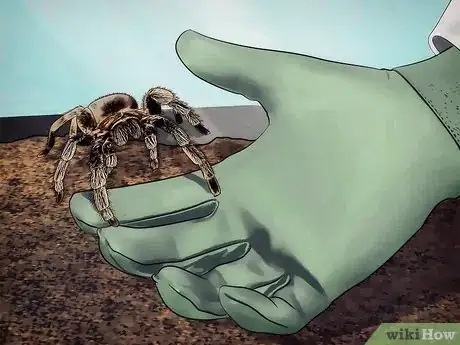 Image intitulée Keep Spiders As Pets Step 10