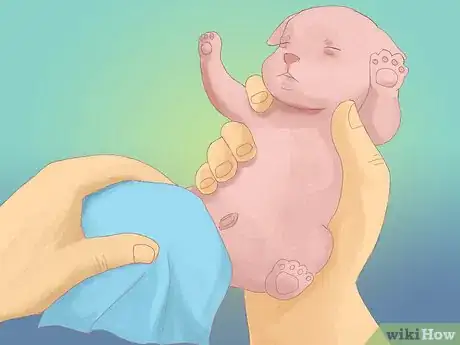 Image intitulée Care for Newborn Puppies Step 37