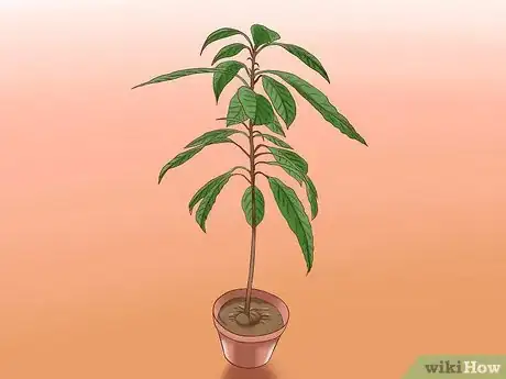 Image intitulée Grow Avocados Step 12