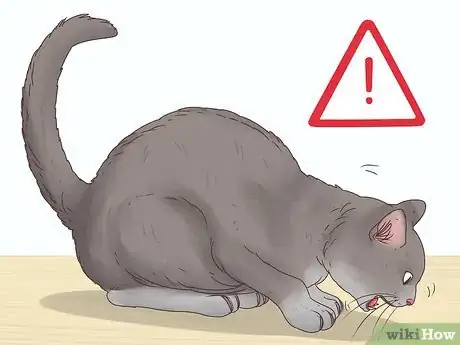 Image intitulée Help a Cat Cough Up a Hairball Step 8