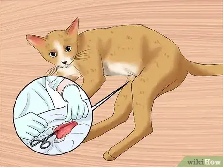 Image intitulée Care for a Cat with Feline Leukemia Step 12