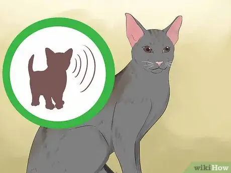 Image intitulée Tell if Your Cat Is Blind Step 3