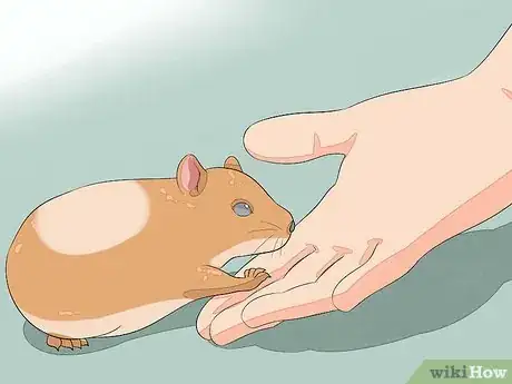 Image intitulée Hold a Hamster Step 3