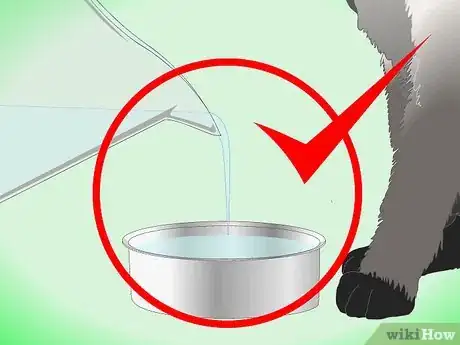 Image intitulée Get Rid of Dry Skin on Cats Step 8